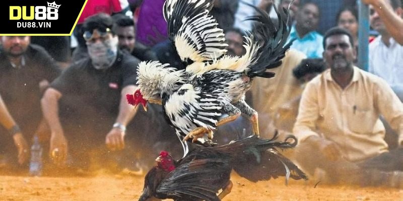 Đá gà đòn và những thông tin cơ bản 