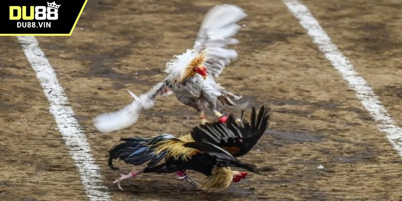 Hướng dẫn cách nhận biết gà đòn mới nhất