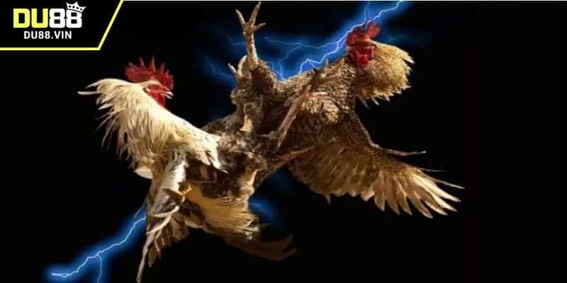 Khám phá chi tiết về hình thức đá gà C1