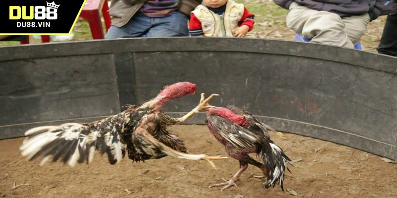 Luật thi đấu chính xác bạn nên biết