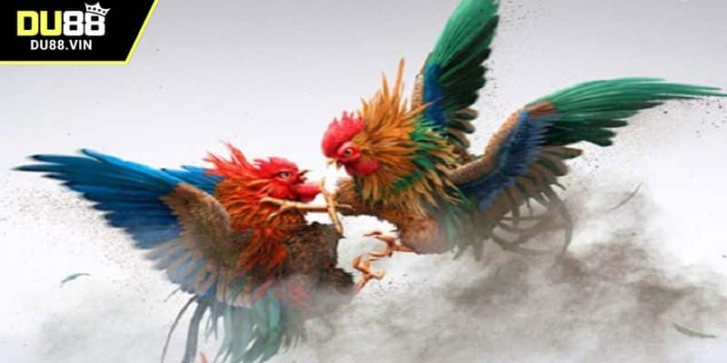 Những thông tin chính về đá gà DU88