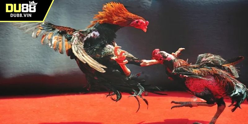 Trực tiếp gà Mỹ đỉnh cao DU88