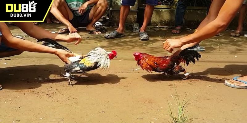 Xem đá gà trên DU88 mang lại cảm giác chân thật